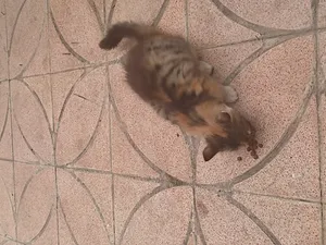 تجریه خرید غذای گربه بالغ مفید مدل ADULT CAT وزن 2 کیلوگرم