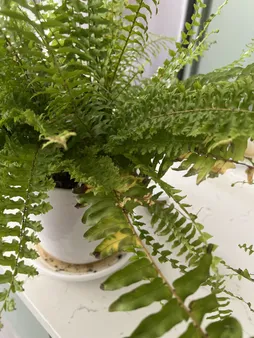 گیاه طبیعی سرخس تافکو کد 2037