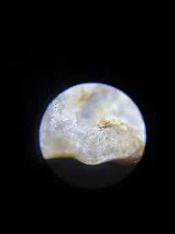میکروسکوپ مدیک مدل M826