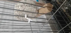 تجریه خرید بلوک معدنی پرندگان مدل N175 وزن 460 گرم  بسته 4 عددی