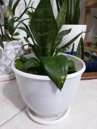 گلدان طرح ارکیده کد 164