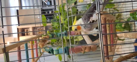 استیک تشویقی مای برد مدل طوطیان کوچک وزن 60 گرم