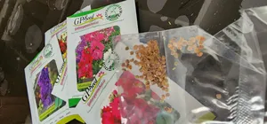 تجریه خرید بذر گل شب بو همه رنگ گلدانی گلبرگ پامچال کد G-P-GP-08 مجموعه 8 عددی