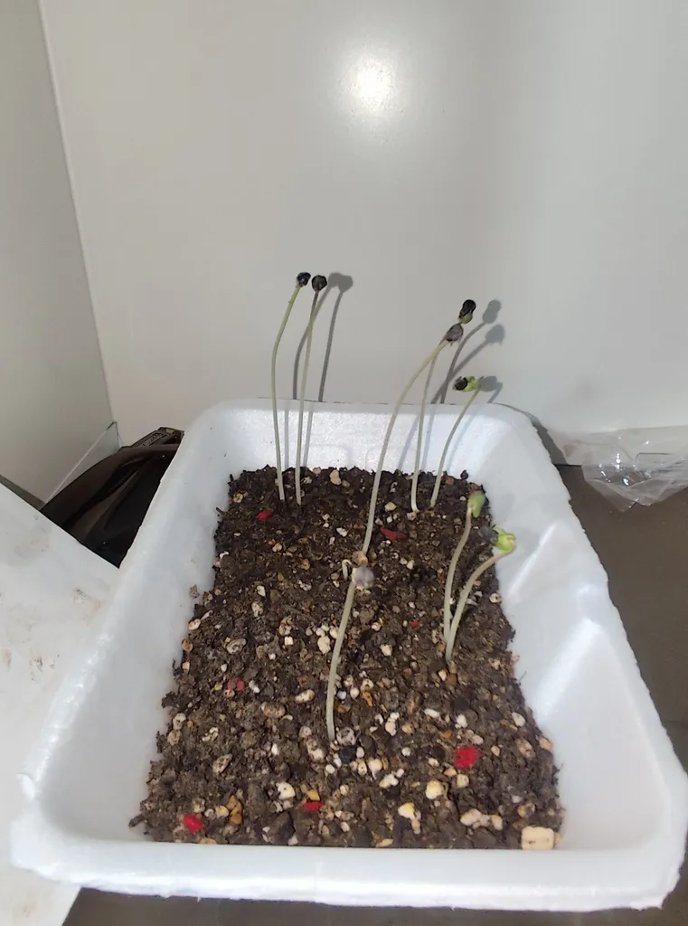 بذر گل نیلوفر رونده الوان گلبرگ پامچال کد GPF-093