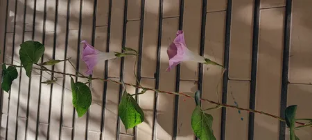 بذر گل نیلوفر رونده الوان گلبرگ پامچال کد GPF-093