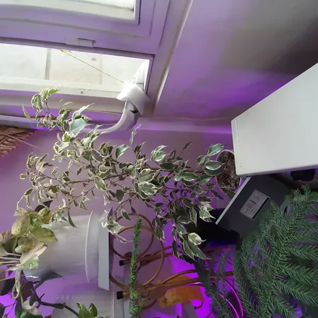 گل طبیعی فیکوس بنجامین ابلق تافکو کد 2031