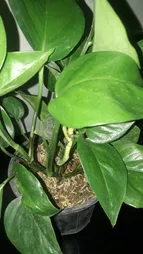 گیاه طبیعی پتوس سبز کد 101