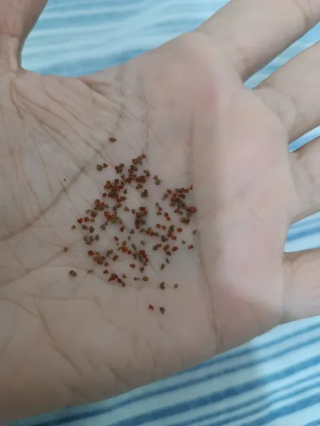 عکس ارسالی خریدار