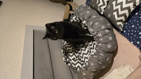 جای خواب سگ و گربه مدل star8