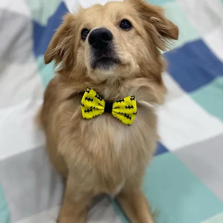 پاپیون پسرانه مدل بتمن کد 105