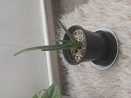 گلدان مدل A_14 بسته 16عددی