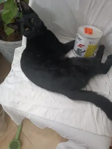 تجریه خرید کنسرو غذای گربه شایر مدل Chicken وزن 800 گرم