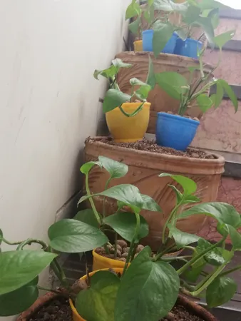 گلدان کلاسیک مدل G3010 مجموعه 12 عددی