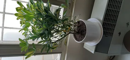 گل طبیعی شفلرا ابلغ تافکو کد 2026