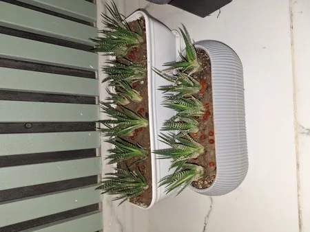 گلدان مدل کاکتوسی قایقی