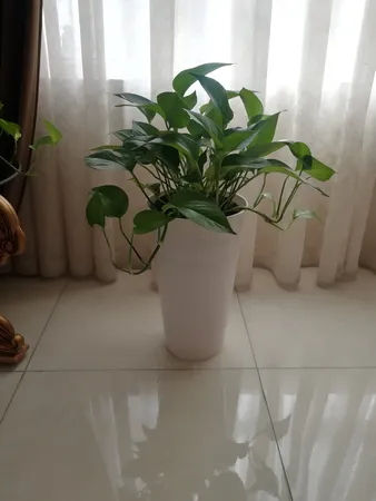 گلدان مدل استوانه ای کلاسیک کد 25