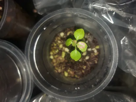 بذر گل سنگ رز سانیا سید مدل GS2