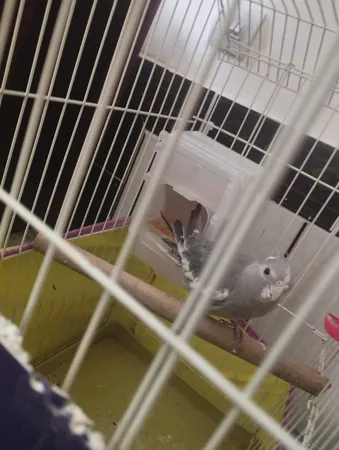 ظرف دانه مکانیزه کد 001