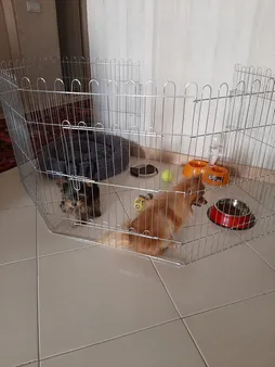 پارک سگ کد 01