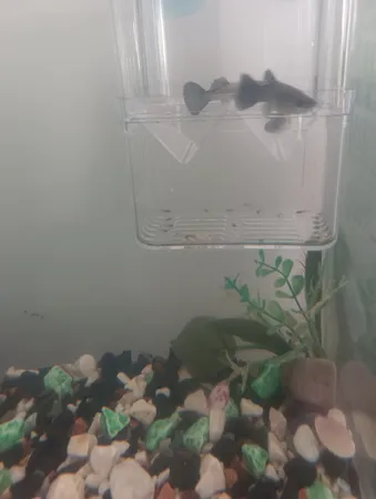 زایشگاه ماهی رویال مدل sn_113