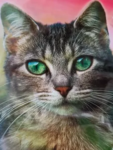 تجریه خرید غذای خشک گربه بالغ نوتری پت مدل 29Percent Pro مقدار 2 کیلوگرم