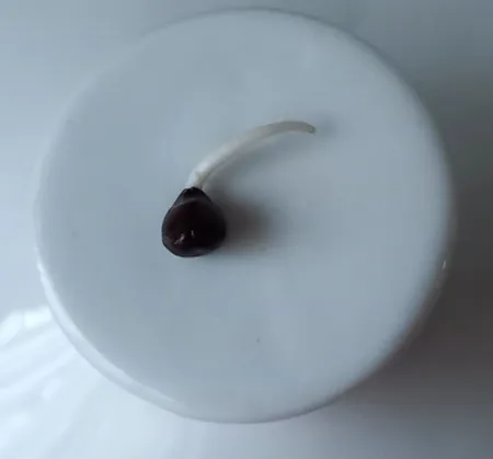 بذر گل نیلوفر رونده الوان سانیا سید مدل D5