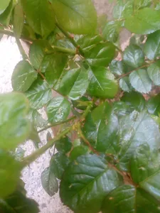 تجریه خرید سم حشره کش سایپرمترین آریا مدل ریپکوترین 40٪ حجم 60 میلی لیتر