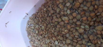 عدس چاپار مقدار 900 گرم