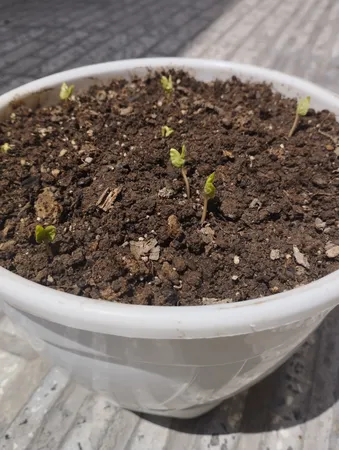 بذر گل نیلوفر رونده الوان سانیا سید مدل D5