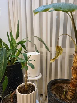 دستگاه بخور سرد میجیا مدل Humidifier 2 Lite MJJSQ06DY