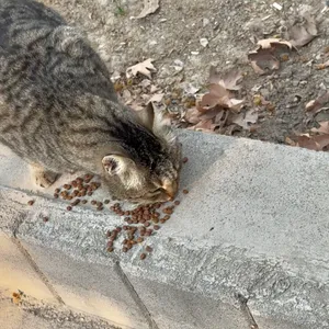 تجریه خرید غذای خشک گربه مفید مدل ADULT1400 وزن 2 کیلوگرم