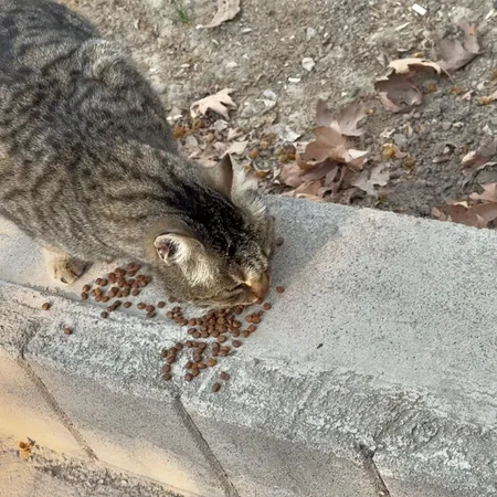 غذای خشک گربه مفید مدل ADULT1400 وزن 2 کیلوگرم