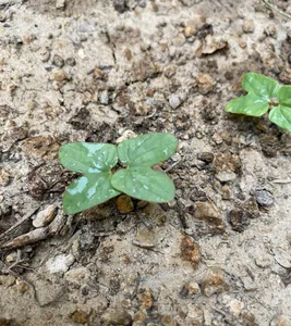 تجریه خرید بذر گل نیلوفر رونده الوان آذر سبزینه مدل A138