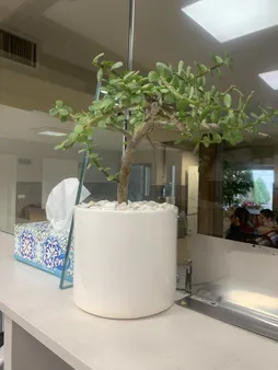 گیاه طبیعی کراسولا خرفه ای مدل بونسای