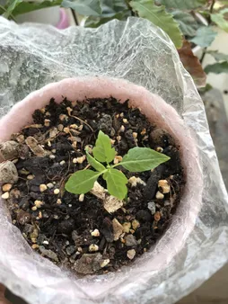 بذر بنسای افرا قرمز ژاپنی سانیا سید مدل S3