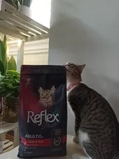 تجریه خرید غذای خشک گربه رفلکس پلاس مدل lamb&rice وزن 1.5 کیلوگرم