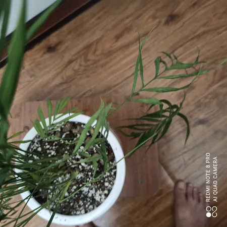 گل طبیعی شامادورا تافکو کد 2028