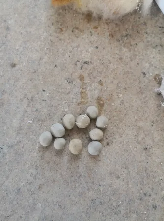 فیلتر رسوب گیر ماشین ظرفشویی و لباسشویی گلیتز مدل DESCALER