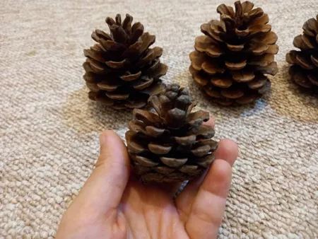 میوه تزیینی کاج مدل 121111مجموعه 5 عددی