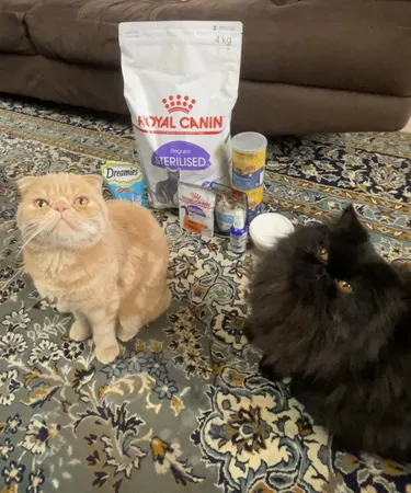 غذای پوچ گربه بالغ عقیم شده رویال کنین مدل STERILISED وزن 85 گرم