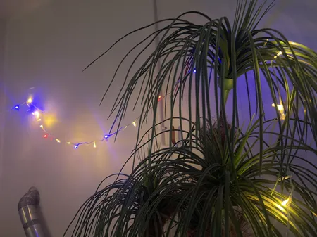 ریسه ال ای دی مدل سوزنی طرح پر طول 10 متری