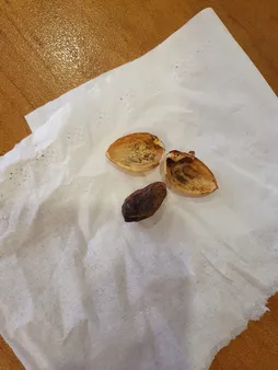 پسته احمدآقایی بوداده پستاکو - 500 گرم