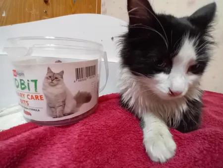 غذای تشویقی گربه تیدبیت مدل Urinary Cari وزن 180 گرم