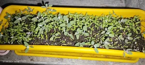 تجریه خرید بذر جعفری گیلدا کد 113