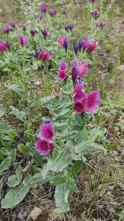 بذر گیاه دارویی گل گاو زبان بذر طلایی برتر کد BZT-106