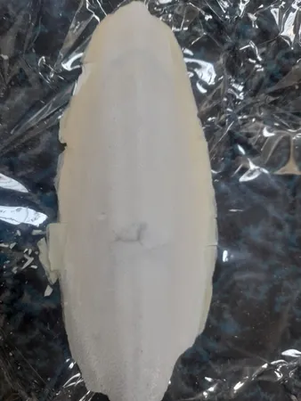 کف دریا کد M 55 وزن ۵۵ گرم