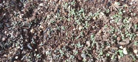 بذر ریحان بنفش بذر طلایی برتر کد BZT-94