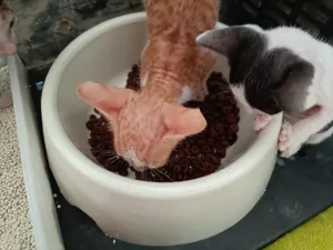 تجریه خرید غذای خشک بچه گربه مفید مدل Chiken وزن 500 گرم