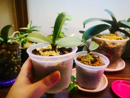 گلدان مدل ارکیده کد A_10 بسته 10 عددی