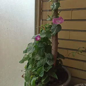 تجریه خرید بذر گل نیلوفر رونده الوان آذر سبزینه مدل A138